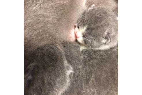 成約済の大阪府のブリティッシュショートヘア-3046の3枚目